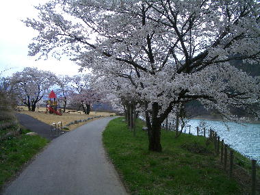 右岸側遊歩道と桜並木