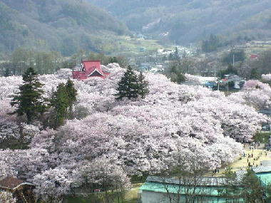 桜に染まる高遠城址公園